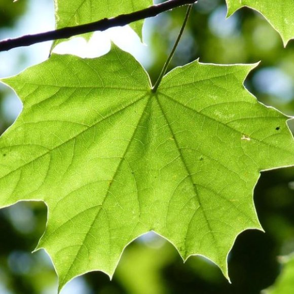 πAbout Us: Sunny Day Foreverπ - Picture 3 of 11